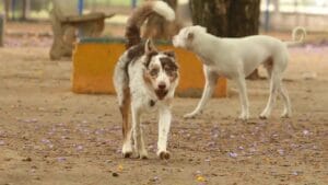 Polícia Militar atendeu ocorrência envolvendo cachorros