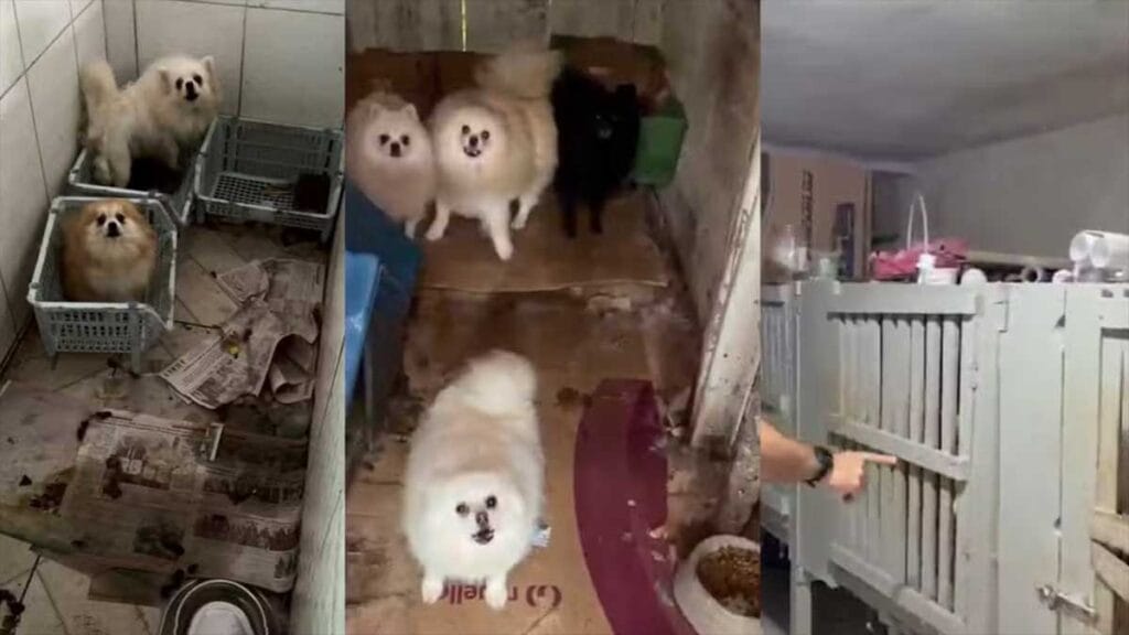 Cães resgatados pela Polícia Civil em imóvel usado como criadouro em Piraquara