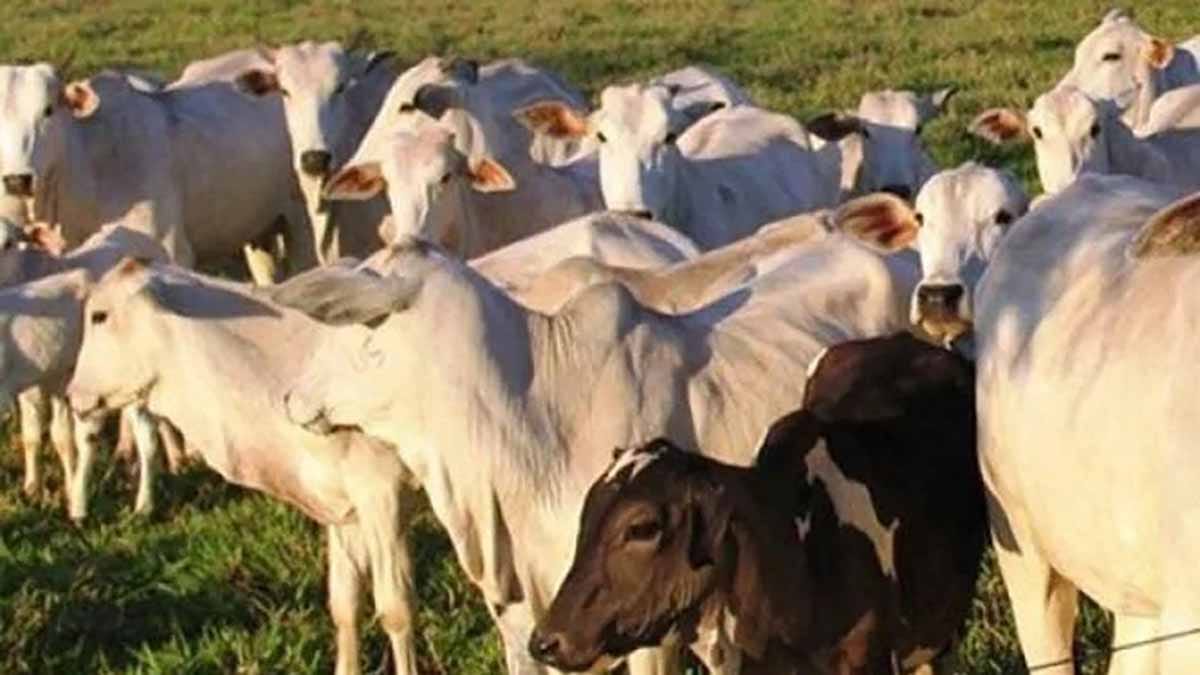 Furtos de gado foram registrados em propriedades