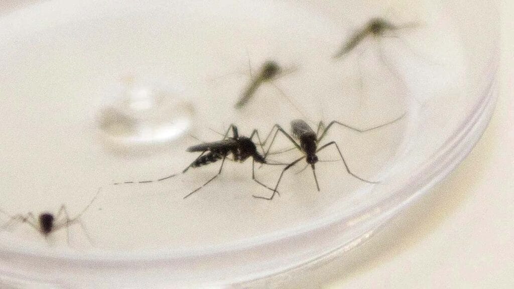 Secretária de Saúde de Ivaiporã alerta sobre focos do mosquito Aedes aegypti