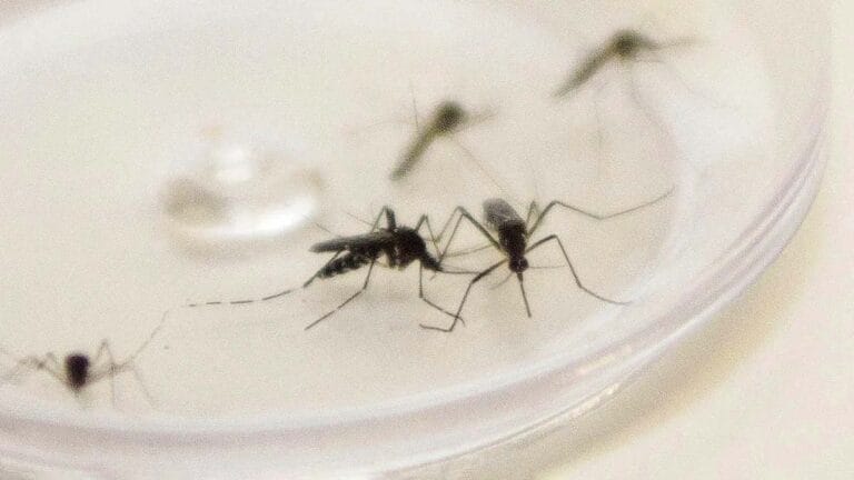 Secretária de Saúde de Ivaiporã alerta sobre focos do mosquito Aedes aegypti