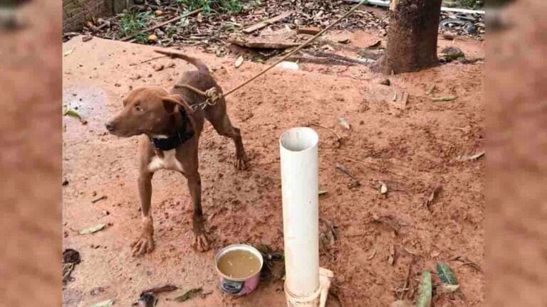 Cachorro resgatado após denúncias de maus-tratos em Cândido de Abreu