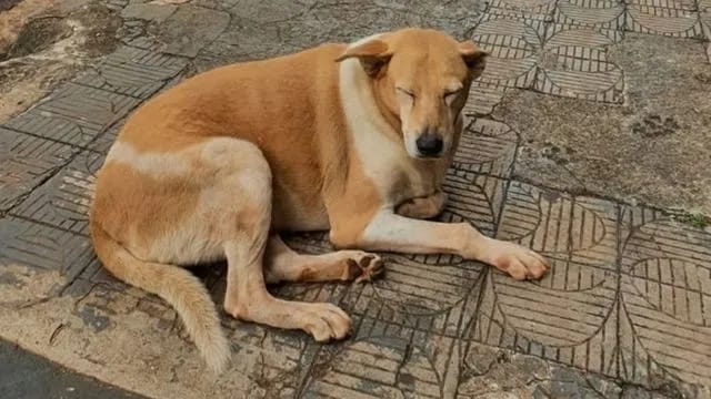 Cadela Dara, presença conhecida e querida no centro de Ivaiporã