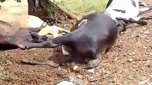 Bovinos mortos próximos a uma árvore após queda de raio em propriedade rural de Ivaiporã