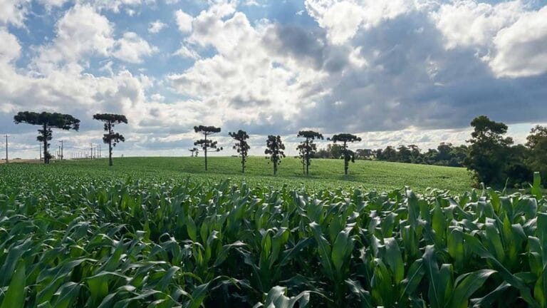 Lavoura de milho safrinha em fase inicial de desenvolvimento na região de Ivaiporã