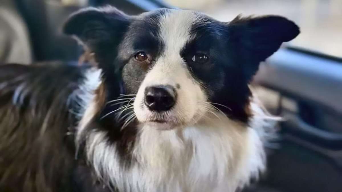 Cachorrinha é resgatada após ficar três dias presa dentro de carro estacionado em Copacabana no Rio de Janeiro