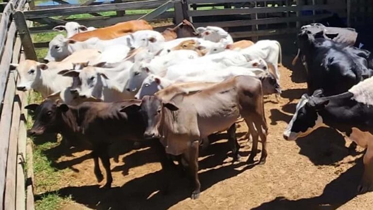 Gado bovino recuperado pela Polícia Civil em propriedade rural de Rosário do Ivaí