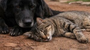 Cachorro ao lado de gato morto em rua simboliza casos de envenenamento de animais