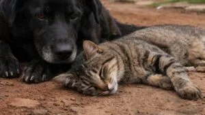 Cachorro ao lado de gato morto em rua simboliza casos de envenenamento de animais