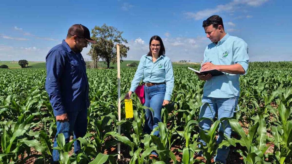 acadêmicos da Fatec Ivaiporã analisam armadilhas com cigarrinha-do-milho em laboratório
