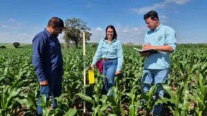 acadêmicos da Fatec Ivaiporã analisam armadilhas com cigarrinha-do-milho em laboratório
