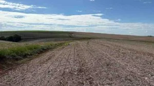 Lavoura de trigo em fase inicial de plantio no campo em Ivaiporã