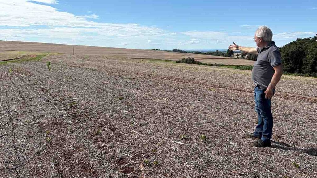 Lavoura de trigo em fase inicial de plantio no campo em Ivaiporã