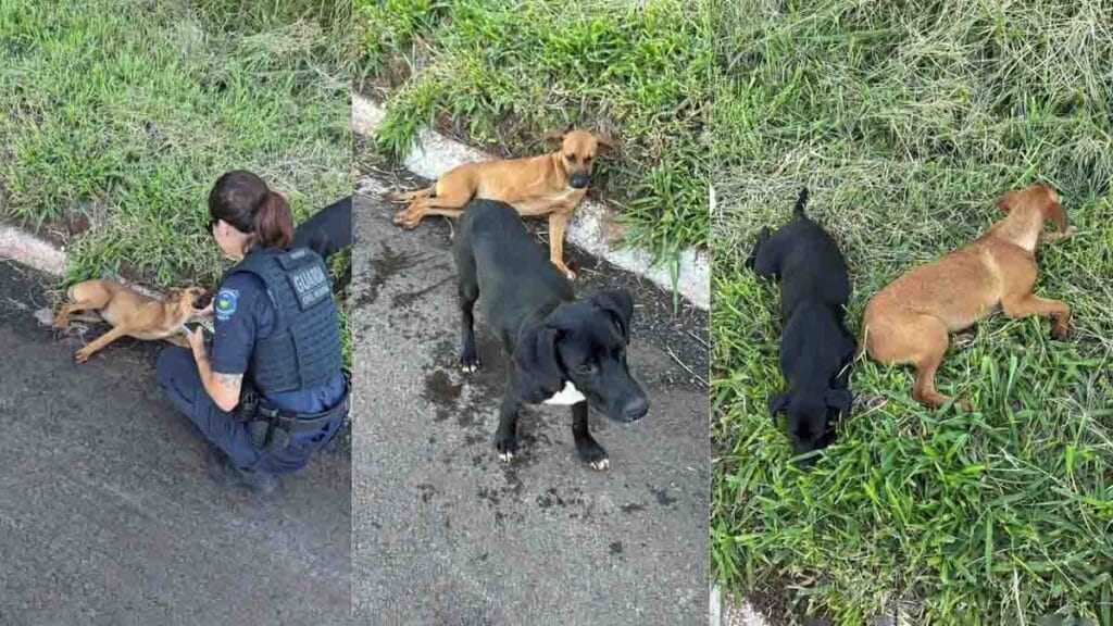Cachorro ferido após atropelamento sendo resgatado por equipe da GCM em Apucarana