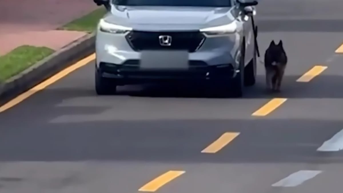 Vídeo mostra cachorro sendo puxado por carro em movimento e gera indignação no Paraná