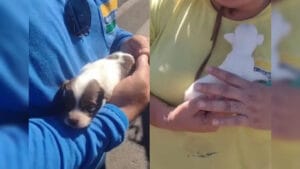 filhotes de cachorro encontrados dentro de bolsa térmica em caçamba de lixo