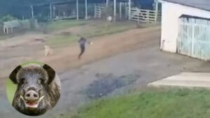 Jovem corre para escapar de ataque de javali em fazenda na Serra Catarinense