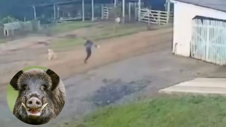 Jovem corre para escapar de ataque de javali em fazenda na Serra Catarinense