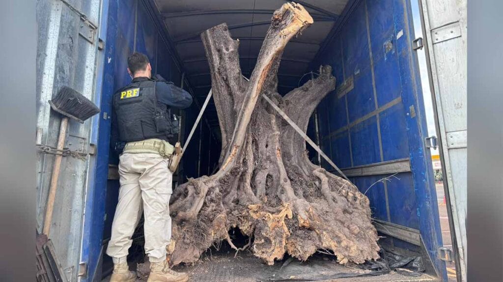 Oliveiras centenárias apreendidas pela PRF em carreta na região de Maringá