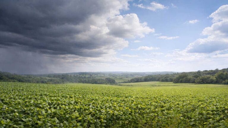 Céu nublado com chuva fraca no início do dia em Ivaiporã, com abertura de sol à tarde