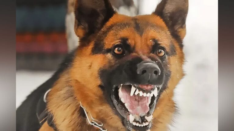 Cachorro de grande porte em rua próxima ao Lago das Flores em Ivaiporã