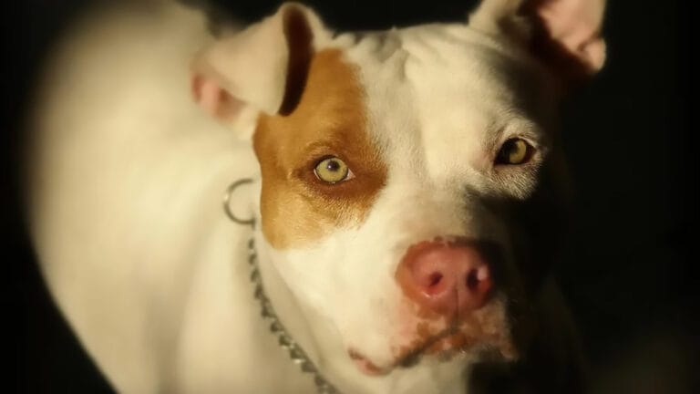 Pitbull escapou de uma residência e mobilizou equipes na Vila São José, em Ivaiporã.