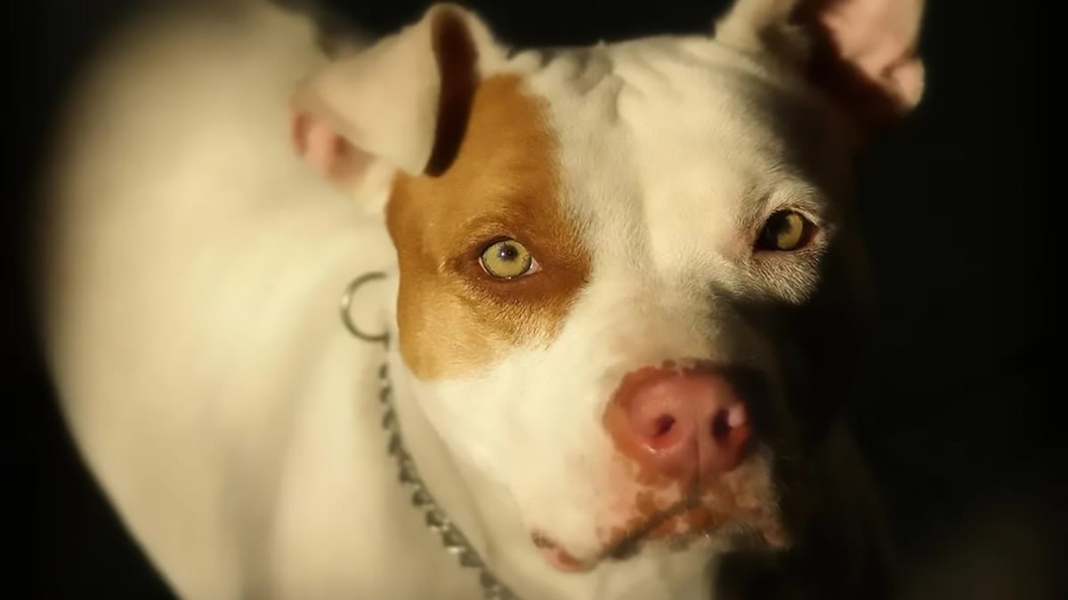 Pitbull escapou de uma residência e mobilizou equipes na Vila São José, em Ivaiporã.