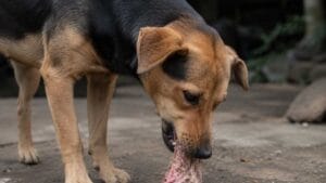 achorro comendo um pedaço de carne em área externa, imagem ilustrativa