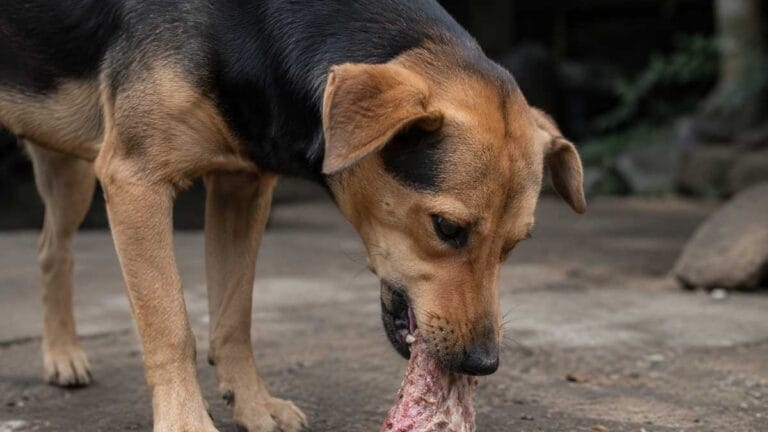 achorro comendo um pedaço de carne em área externa, imagem ilustrativa