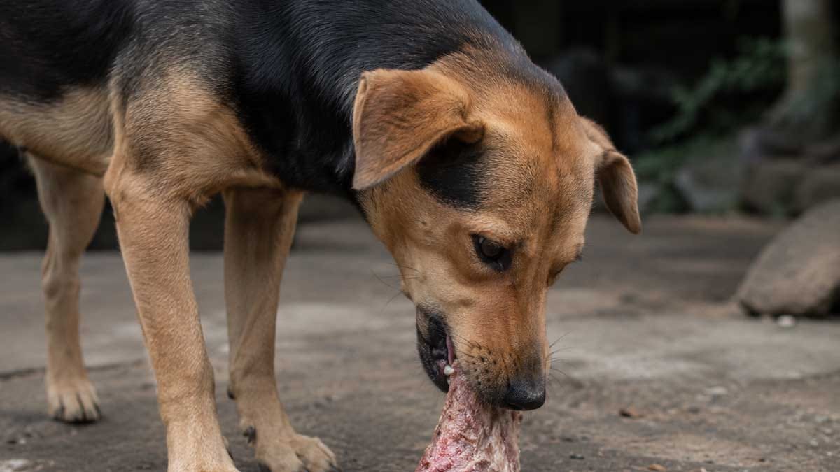Ivan Maldonado / Notícias Online achorro comendo um pedaço de carne em área externa, imagem ilustrativa