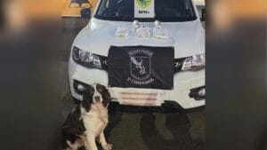 Carro foi vistoriado pelo Canil da Polícia Rodoviária durante apreensão de haxixe dry e maconha marroquina na PR-986, em Rolândia