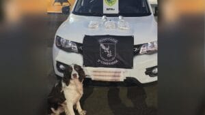 Carro foi vistoriado pelo Canil da Polícia Rodoviária durante apreensão de haxixe dry e maconha marroquina na PR-986, em Rolândia