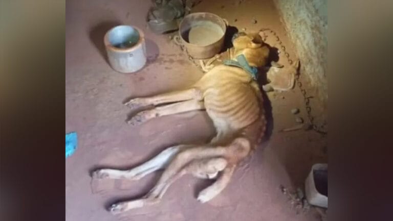 Cachorro em estado extremo de desnutrição é resgatado pela Polícia Militar em Capitão Leônidas Marques