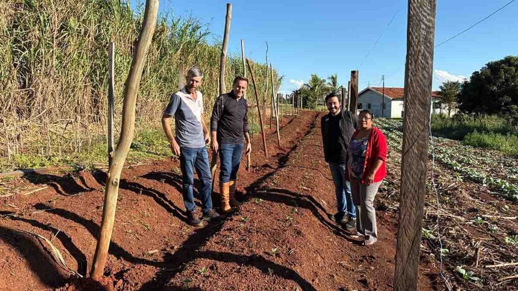 Ivaiporã, cultivo de morangos, agricultura familiar, mulheres agricultoras, Cooperfavi, Vale do Ivaí