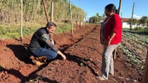Ivaiporã, cultivo de morangos, agricultura familiar, mulheres agricultoras, Cooperfavi, Vale do Ivaí