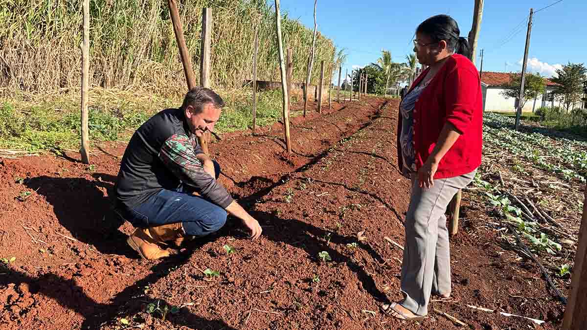 Ivaiporã, cultivo de morangos, agricultura familiar, mulheres agricultoras, Cooperfavi, Vale do Ivaí
