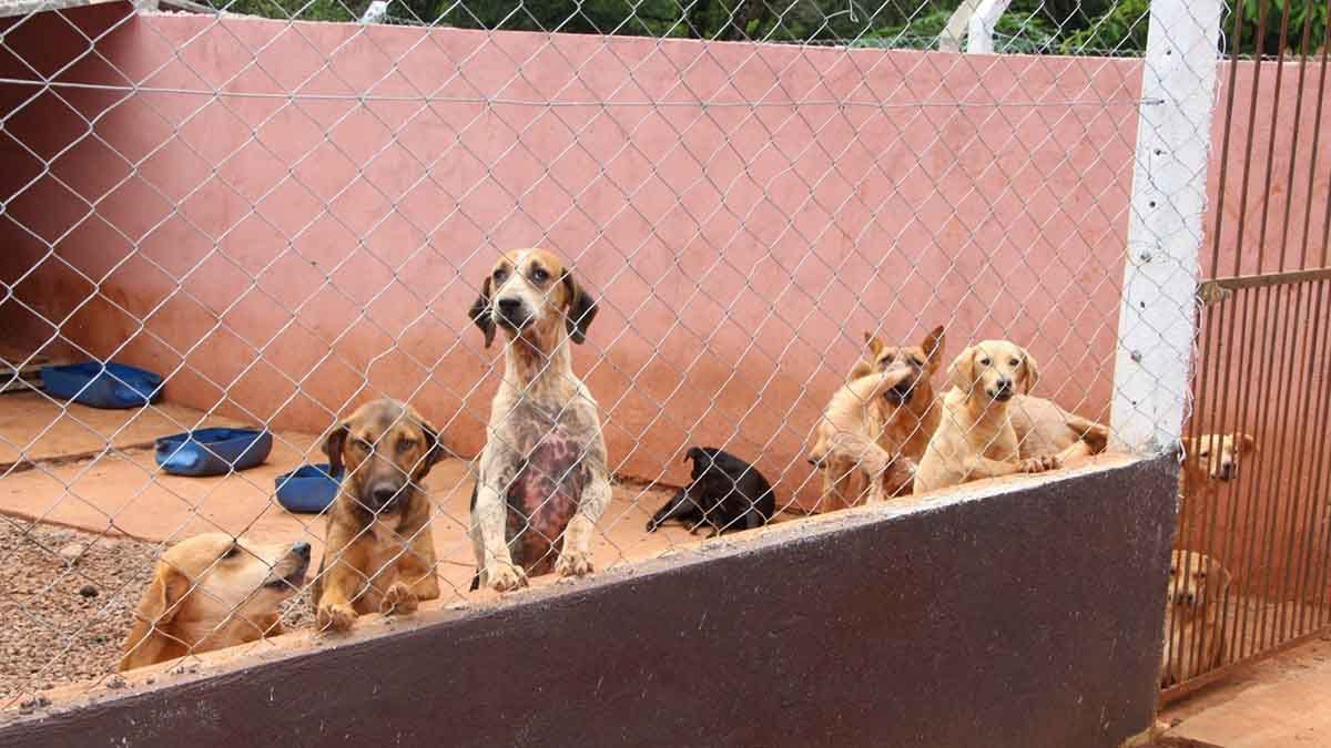 Acadêmicos do curso de Direito da Fatec Ivaiporã arrecadam doações para ajudar cães acolhidos pelo Abrigo Toca de Assis