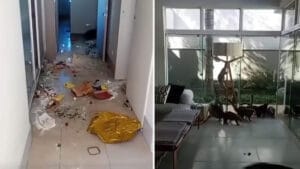 Quatis dentro de residência após invasão em condomínio de Londrina