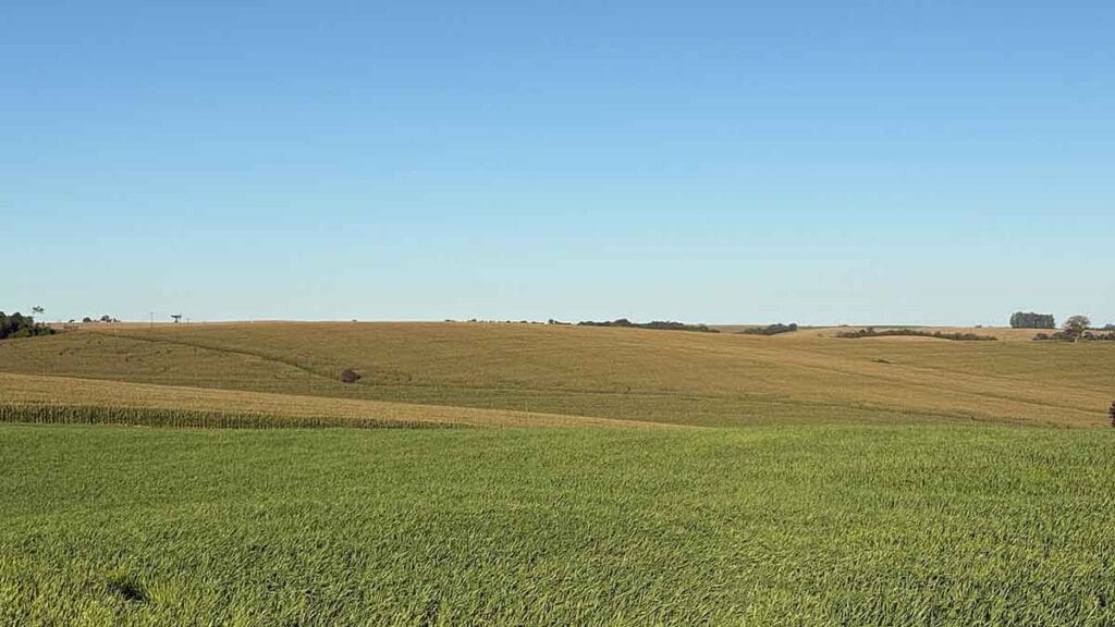 Trigo encerra plantio e milho projeta safra acima da média na região de Ivaiporã Lavouras de trigo e milho apresentam bom desenvolvimento na região de Ivaiporã