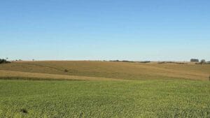 Lavouras de trigo e milho apresentam bom desenvolvimento na região de Ivaiporã