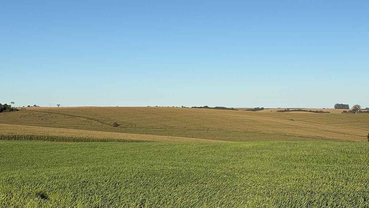 Lavouras de trigo e milho apresentam bom desenvolvimento na região de Ivaiporã