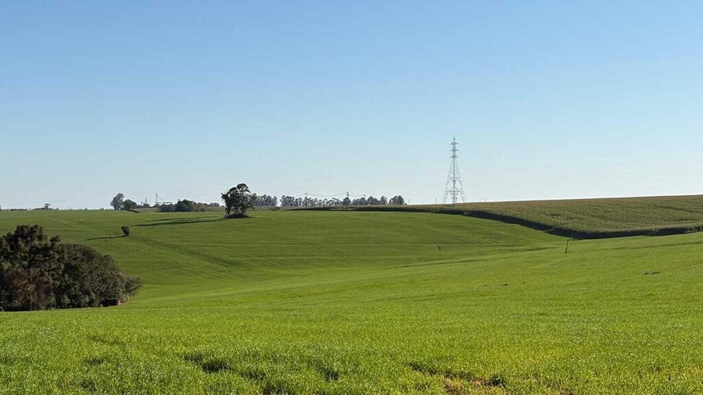 Lavouras de trigo e milho apresentam bom desenvolvimento na região de Ivaiporã
