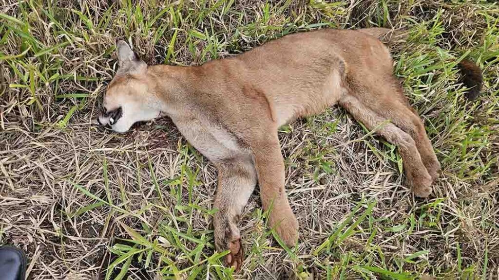 Onça-parda é encontrada morta na PR-453 em Borrazópolis Onça-parda encontrada morta às margens da PR-453 em Borrazópolis após atropelamento.