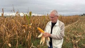 Engenheiro agrônomo Sergio Carlos Empinotti inspeciona uma espiga de milho em lavoura da região de Ivaiporã durante o início da colheita da segunda safra. Legenda: O engenheiro agrônomo Sergio Carlos Empinotti acompanha a colheita da segunda safra de milho na região de Ivaiporã e destaca a boa produtividade das primeiras áreas colhidas, apesar da umidade elevada dos grãos