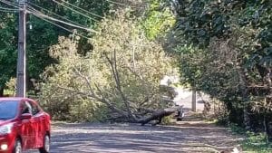 Árvore caída bloqueia parte de uma rua em Foz do Iguaçu após ventos fortes registrados no Paraná.