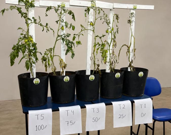 Agronomia da Fatec Ivaiporã cria fungicida natural para tomateiros Acadêmicos de Agronomia da Fatec Ivaiporã desenvolveram o Folha Viva, fungicida natural à base de alho