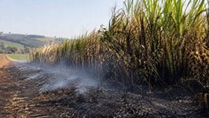 Barreira verde com capim-napier atingida por incêndio em propriedade rural de Jardim Alegre.