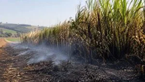 Barreira verde com capim-napier atingida por incêndio em propriedade rural de Jardim Alegre.
