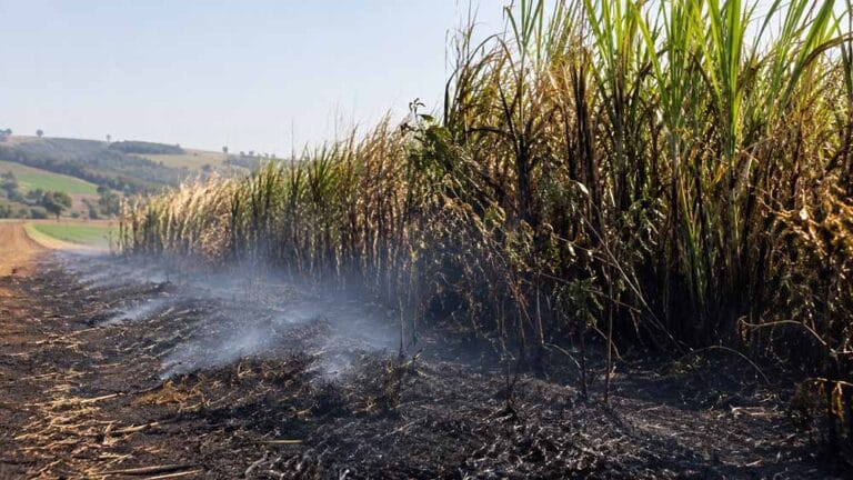 Barreira verde com capim-napier atingida por incêndio em propriedade rural de Jardim Alegre.
