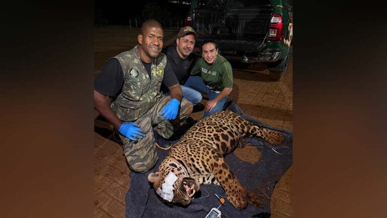 Onça-pintada capturada pelo IAT durante operação em Mandaguari